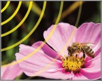 Bees and RF
