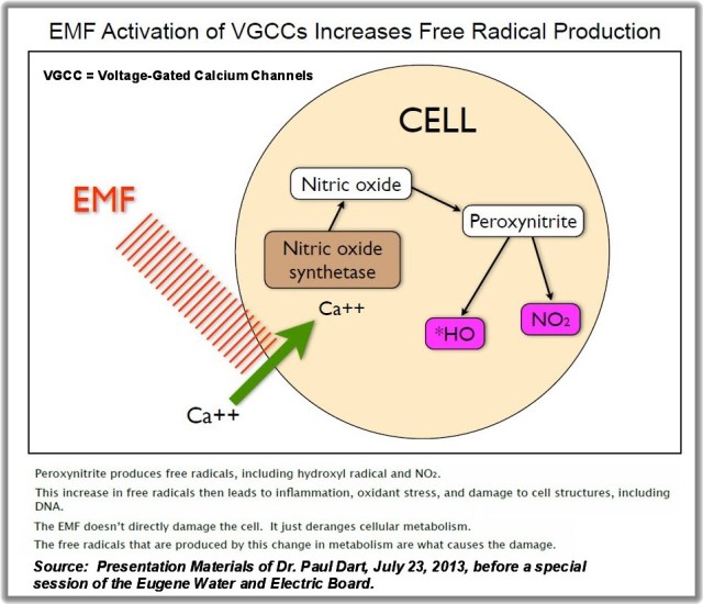 Dart Free Radical Production