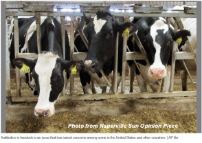 Naperville Sun Cows